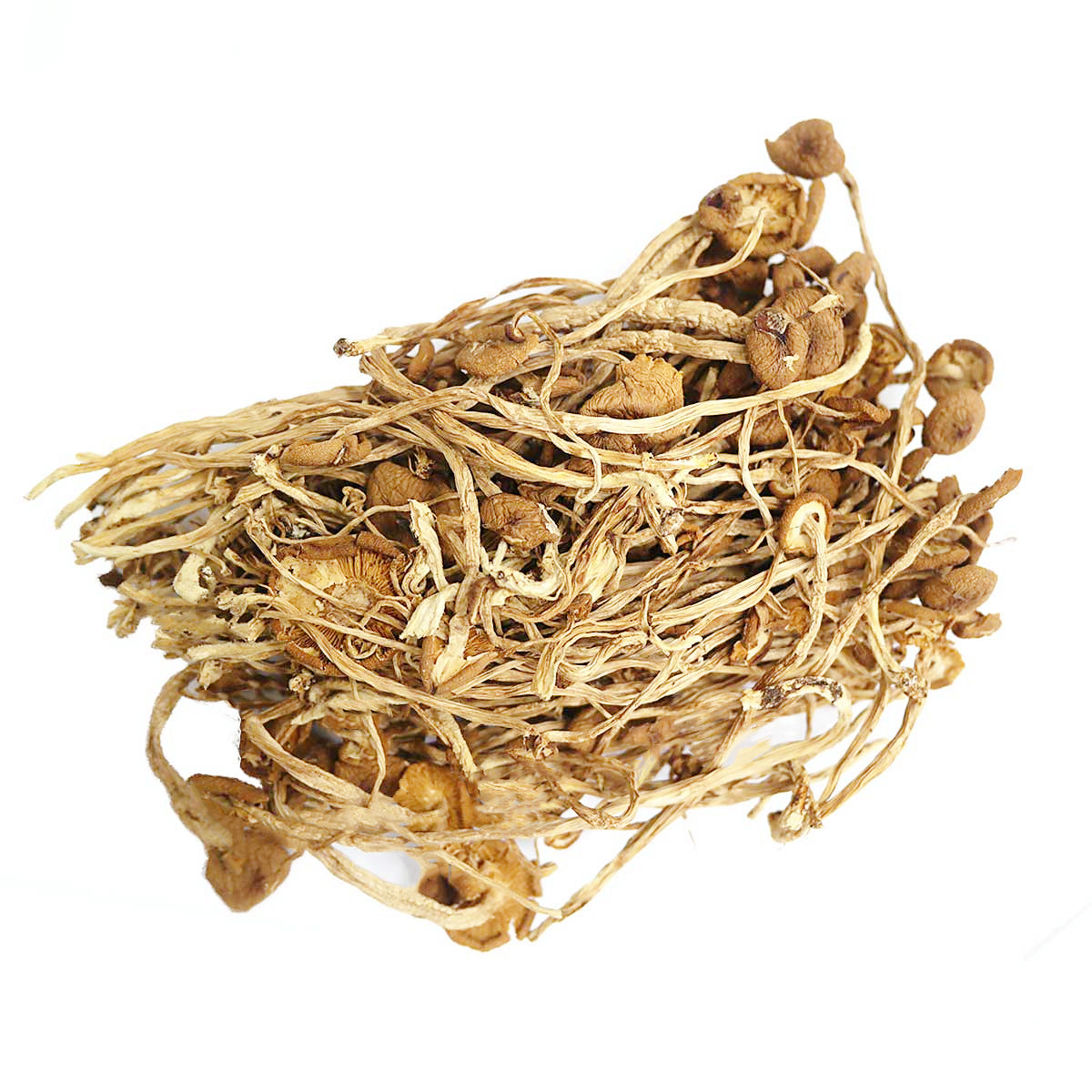 Tea Tree Mushroom Cha Shu Gu
