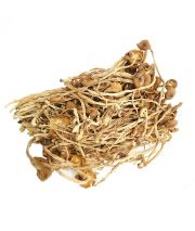 Tea Tree Mushroom Cha Shu Gu